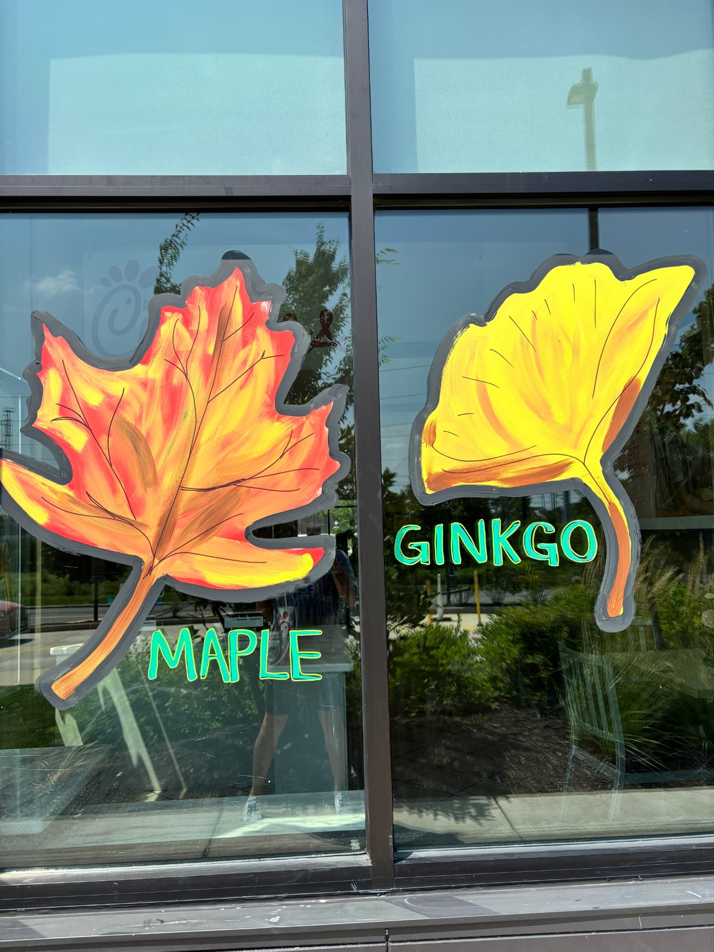 Bright window painting of a red and yellow maple leaf and a yellow ginkgo leaf, labeled Maple and Ginkgo